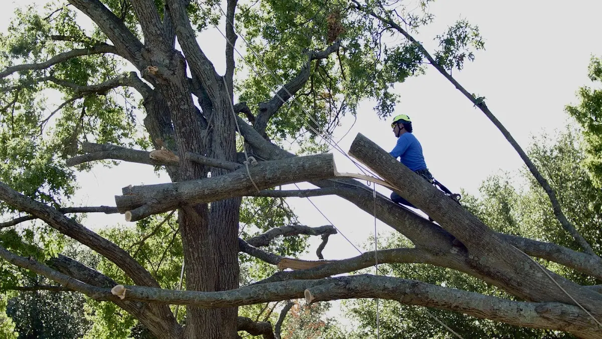 Professional Crown Thinning performed by certified arborists in Rouses Point