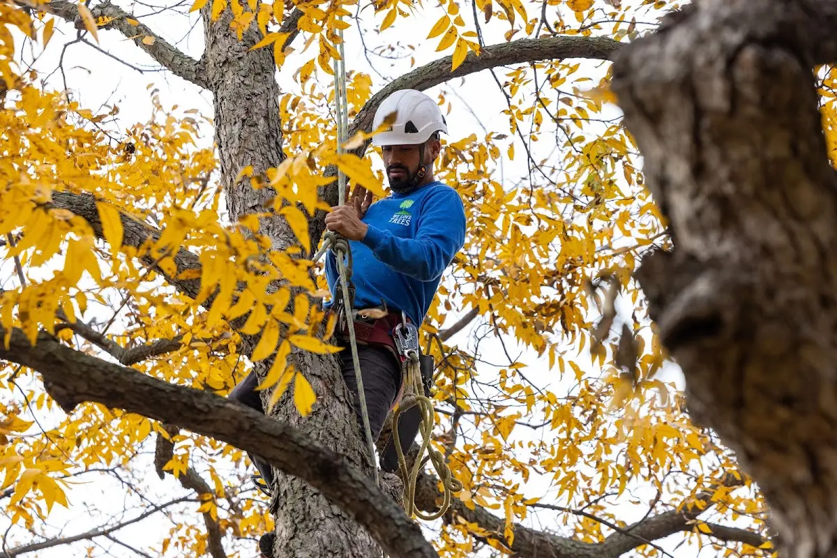 Skilled Tree Planing crew working in Rouses Point