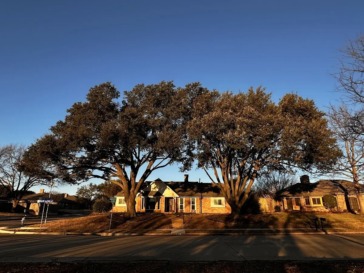 Established residential canopy tree shading a home in Rouses Point