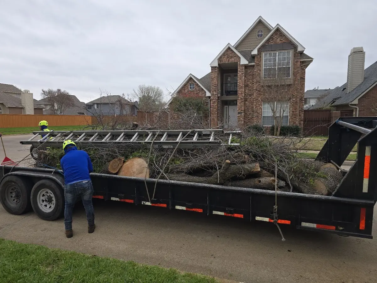 Expert Tree Pest Control with proper safety equipment in Rouses Point